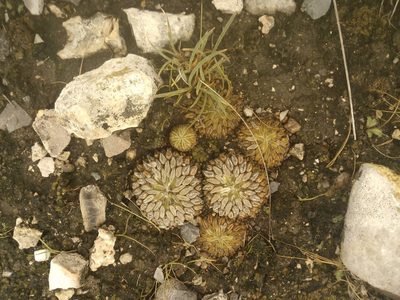 Pelecyphora aselliformis, photographed by Alejandro Gómez Maya