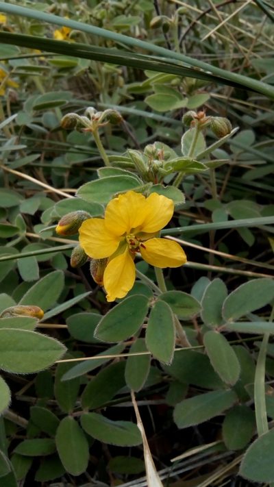 Senna demissa, photographed by Leticia Jiménez Hernández