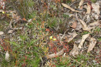 Drosera subhirtella, photographed by Em Lamond