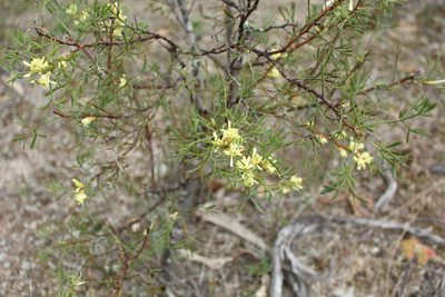 Petrophile squamata, photographed by Em Lamond