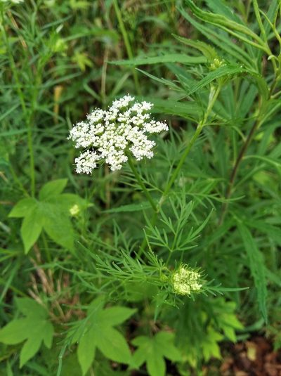 Cnidium monnieri, photographed by Repina Tatyana