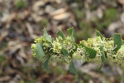 Hakea prostrata, photographed by Em Lamond