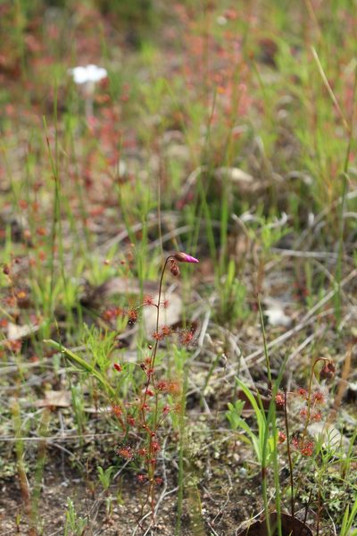 Drosera menziesii, photographed by Em Lamond