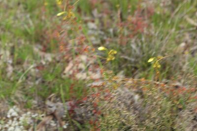 Drosera subhirtella, photographed by Em Lamond