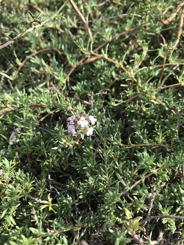 Thymus moldavicus, photographed by Vladislav Isaev