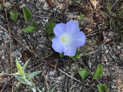 Bonamia grandiflora, photographed by novvictan