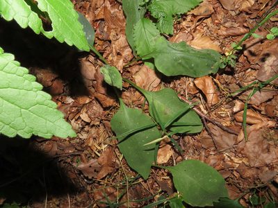Pulmonaria vallarsae, photographed by Emanuele Santarelli