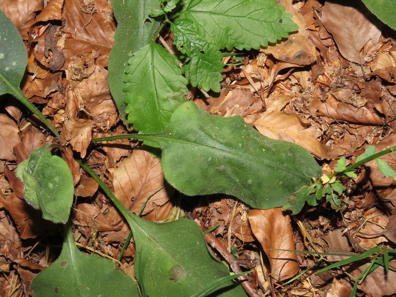 Pulmonaria vallarsae, photographed by Emanuele Santarelli