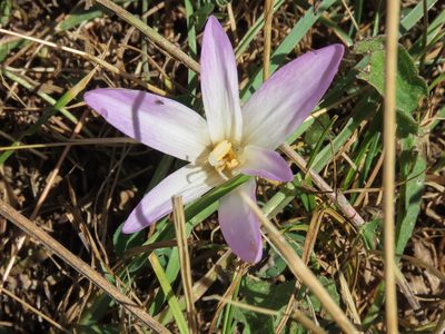 Colchicum lusitanum, photographed by Emanuele Santarelli