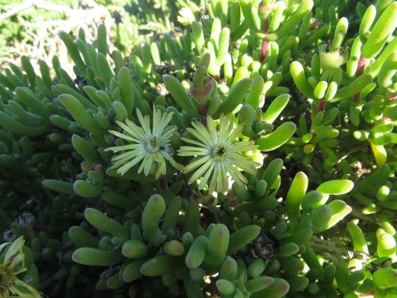Delosperma crassum, photographed by James Deacon
