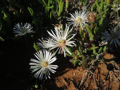 Vanzijlia annulata, photographed by James Deacon