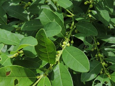 Flueggea suffruticosa, photographed by Jacy Chen