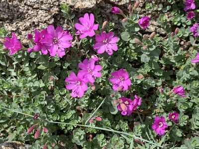 Epilobium obcordatum, photographed by Leah Gardner
