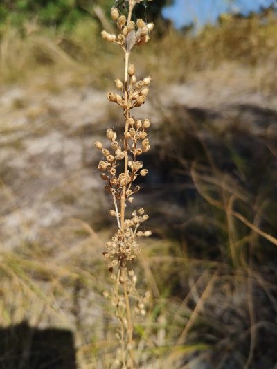 Silene borysthenica, photographed by Denys Vynokurov