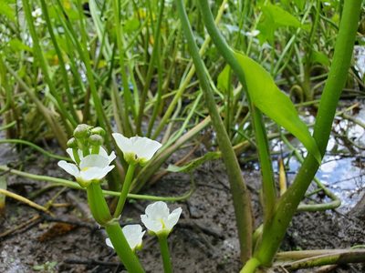 Sagittaria montevidensis, photographed by Tom Field