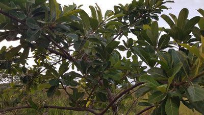Ficus obtusifolia, photographed by Martín Sánchez Vilchis