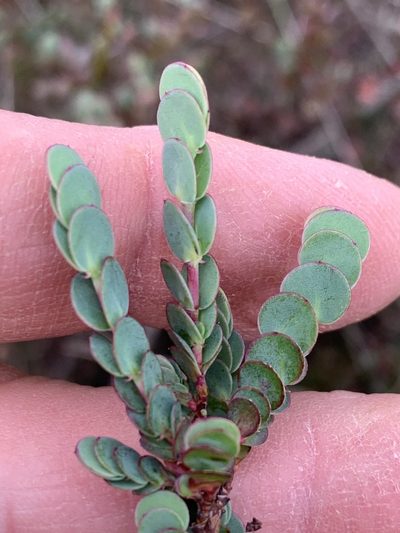 Cliffortia phyllanthoides, photographed by Dave Richardson