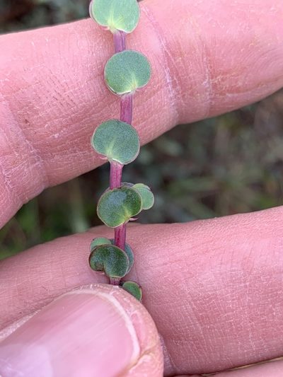 Cliffortia phyllanthoides, photographed by Dave Richardson