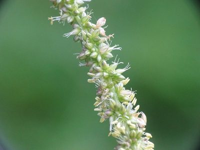Amaranthus tuberculatus, photographed by Reuven Martin