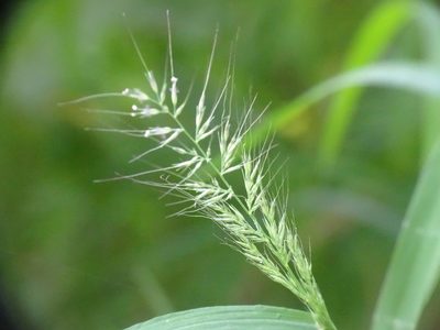 Muhlenbergia frondosa, photographed by Reuven Martin
