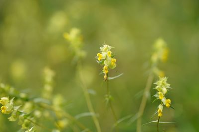 Rhinanthus glacialis, photographed by Tobias Schönberg