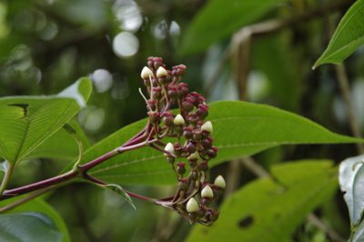Miconia corymbosa, photographed by Eric Knight