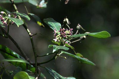 Marsdenia lucida, photographed by Ramnarayan K