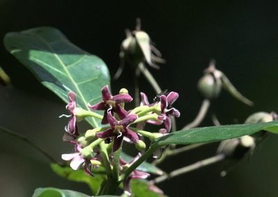 Marsdenia lucida, photographed by Ramnarayan K