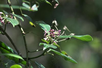 Marsdenia lucida, photographed by Ramnarayan K