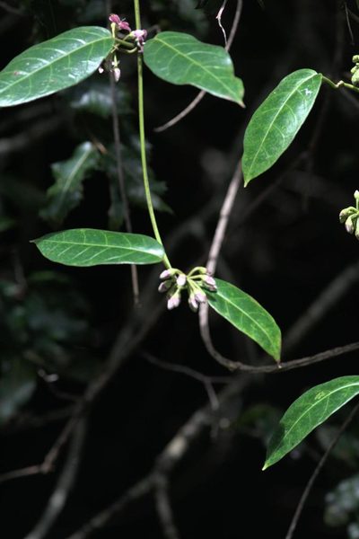 Marsdenia lucida, photographed by Ramnarayan K