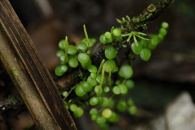 Peperomia rotundifolia, photographed by Eric Knight