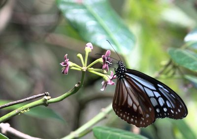 Marsdenia lucida, photographed by Ramnarayan K