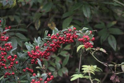 Pyracantha crenulata, photographed by Ramnarayan K