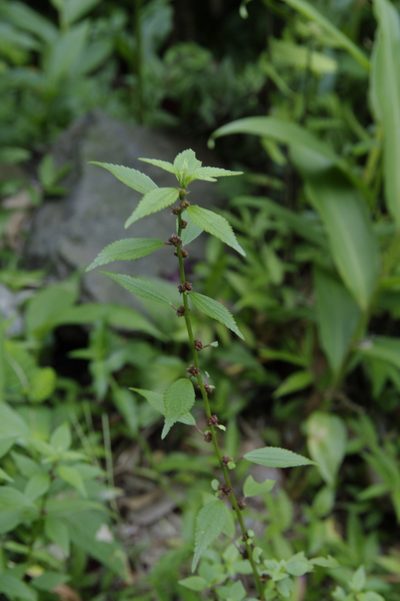 Phenax sonneratii, photographed by Eric Knight
