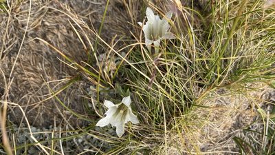 Gentiana newberryi, photographed by Brendan Black