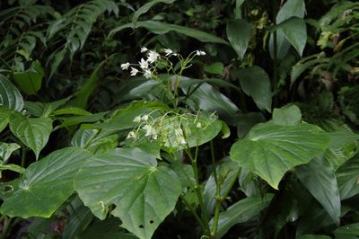 Begonia obliqua, photographed by Eric Knight