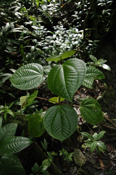 Graffenrieda latifolia, photographed by Eric Knight