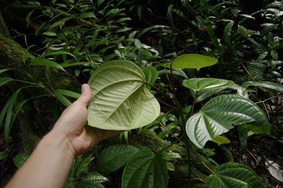 Graffenrieda latifolia, photographed by Eric Knight