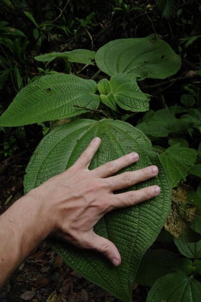Miconia sciaphila, photographed by Eric Knight