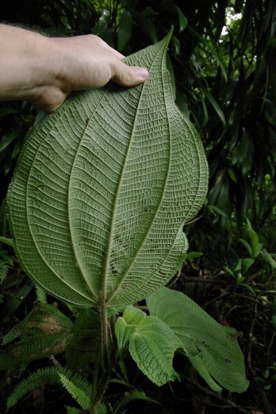 Miconia sciaphila, photographed by Eric Knight