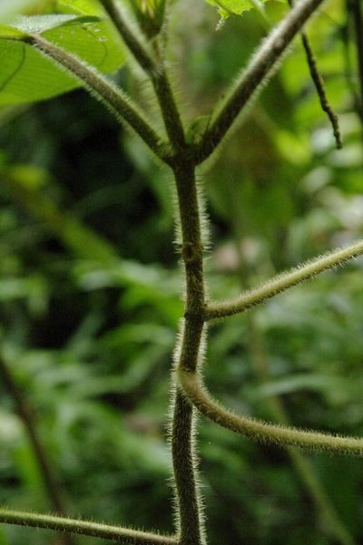 Miconia sciaphila, photographed by Eric Knight