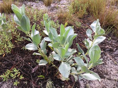 Lupinus cumulicola, photographed by Darren Oh