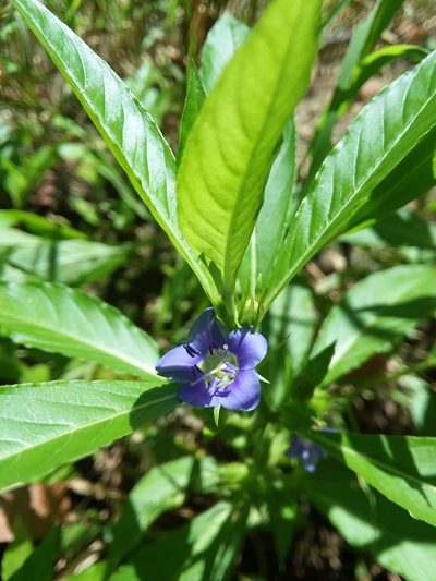 Hydrolea uniflora, photographed by Will McFarland