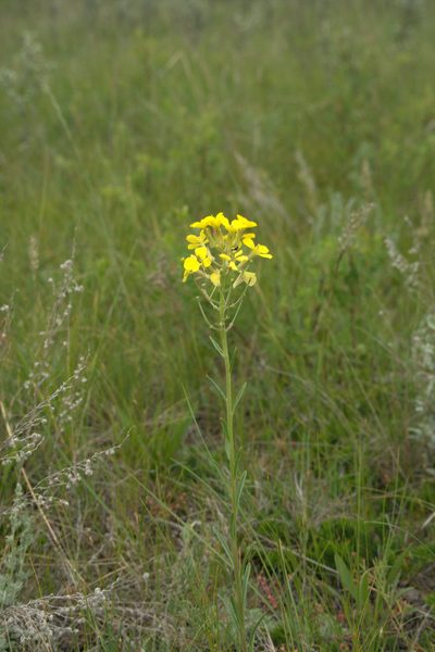 Erysimum inconspicuum, photographed by Doug Macaulay