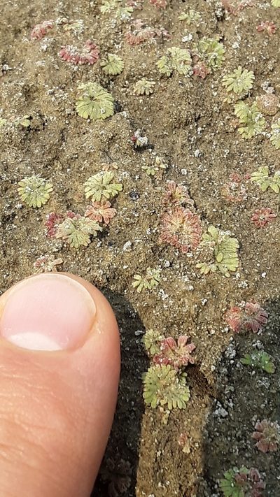 Riccia frostii, photographed by Tait Sougstad
