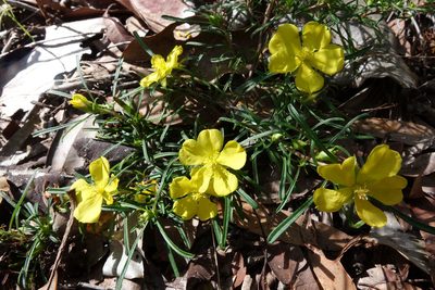 Hibbertia linearis, photographed by John Barkla