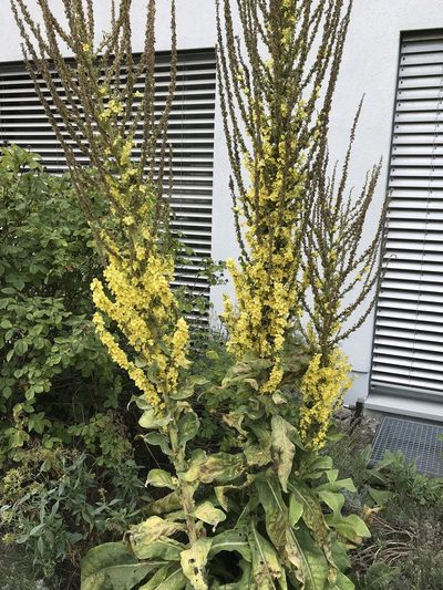 Verbascum speciosum, photographed by Nasser Halaweh