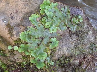 Marchantia paleacea, photographed by Rafael Medina