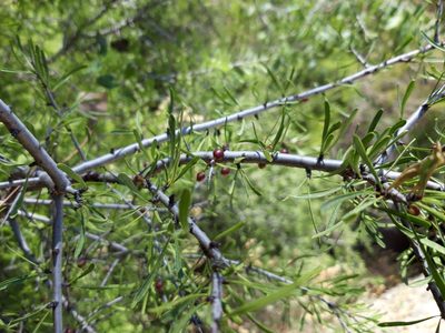Rhamnus lycioides, photographed by Rafael Medina