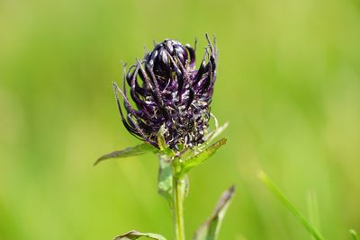 Phyteuma vagneri, photographed by xulescu_g
